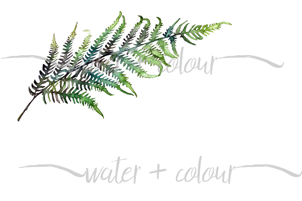 Downloadable watercolor fern border, an Illustration by water + colour