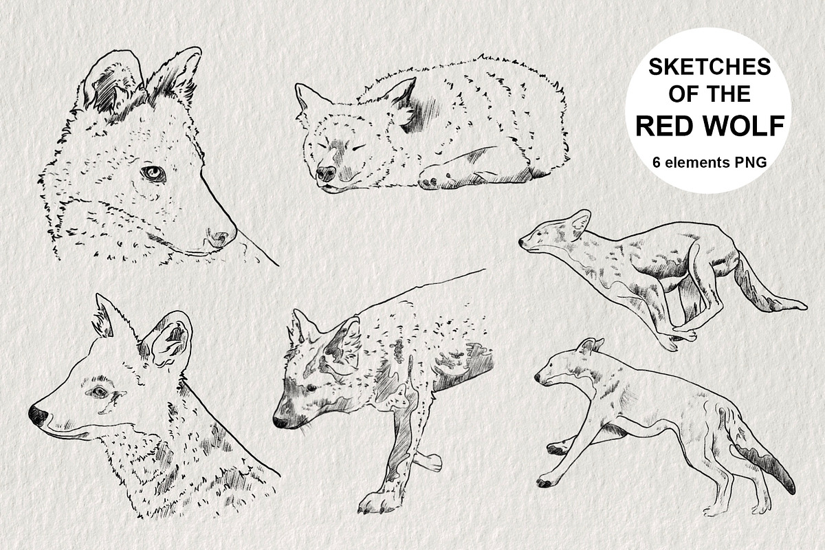 Red wolf animal sketches PNG, an Animal Illustration by LOKSKIH (Photo 1 of 5)
