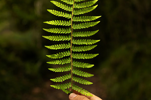 Hand holding a green fern frond in a, a Nature Photo by Perpis