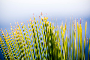 Grass Tree Details, a Nature Photo by THP Creative