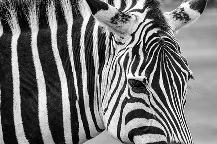 Zebra Close Up in Black & White