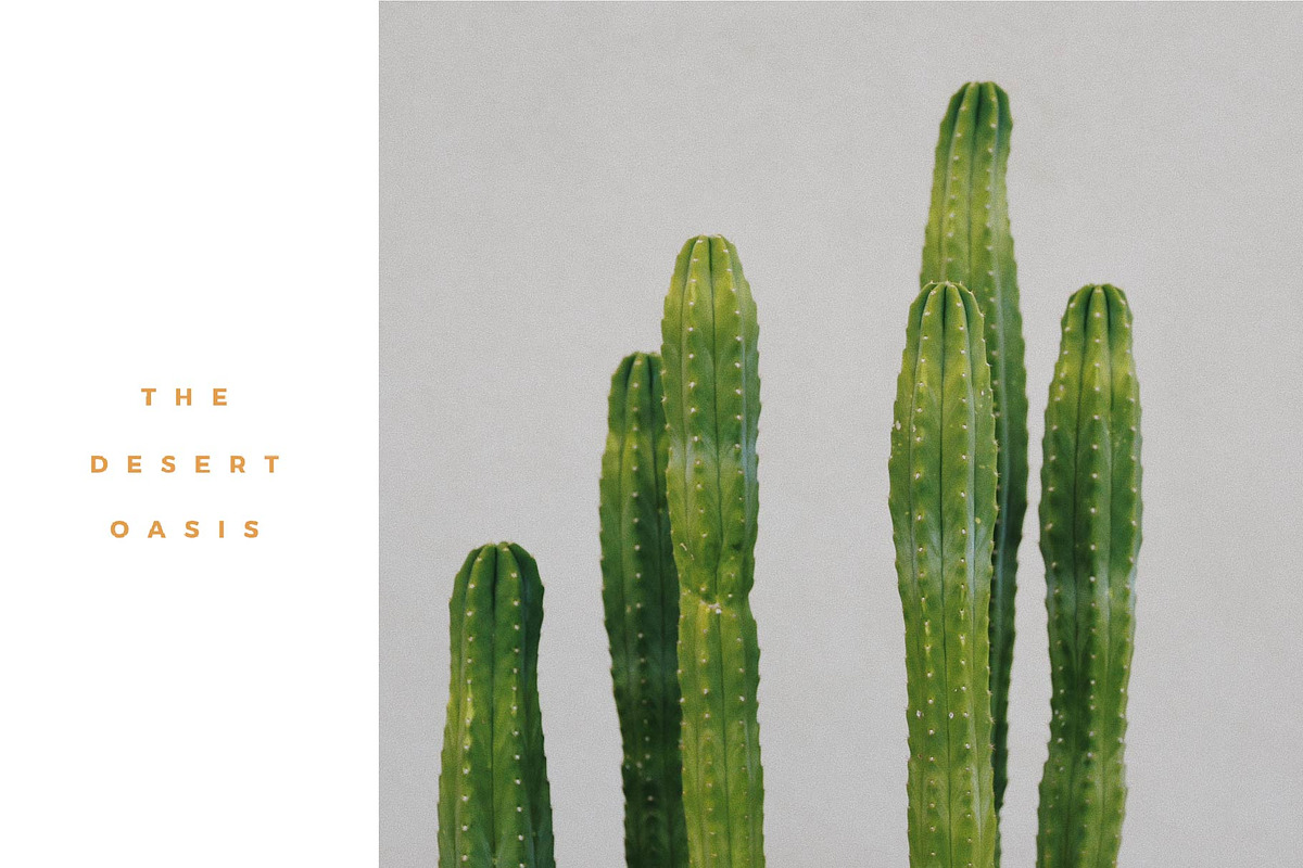 Desert Oasis Modern Canva Logos, a Branding & Logo Template by Forth and Wild (Photo 6 of 6)