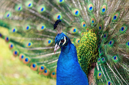 Portrait of a male peacock, an Animal Photo by Perpis