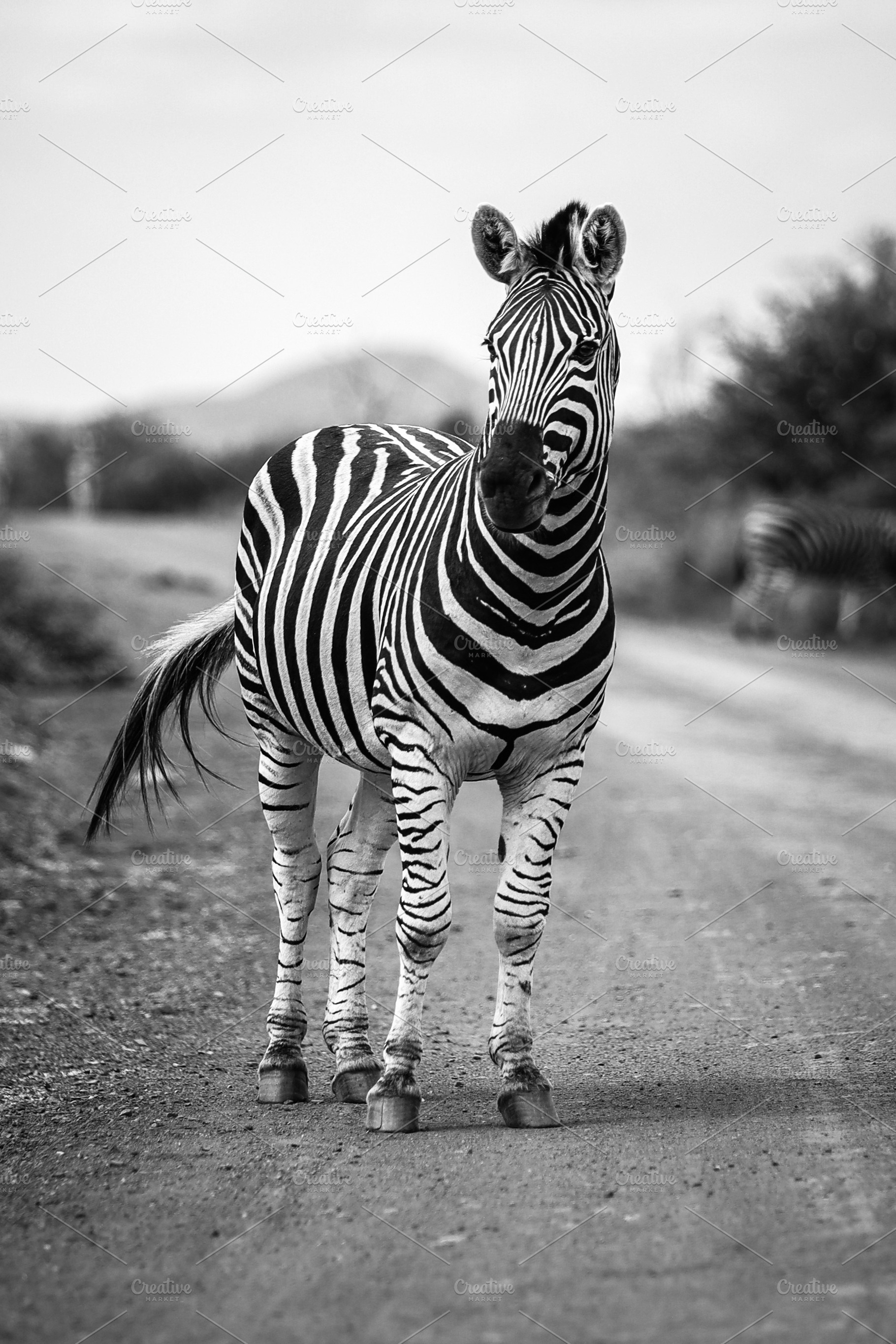 South African Zebra, an Animal Photo by Kzara Visual Concepts