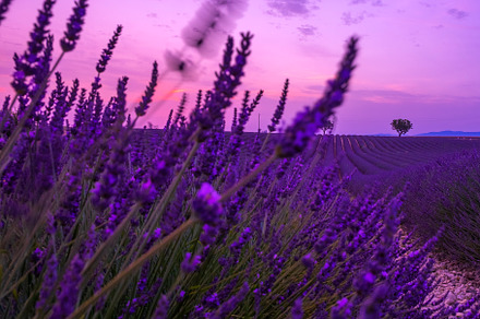 Lavender containing lavender, flowers, and defocused