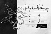 Inky huckleberry. Vector art, a Food Illustration by MsFlaffy (Thumbnail 1 of 11)