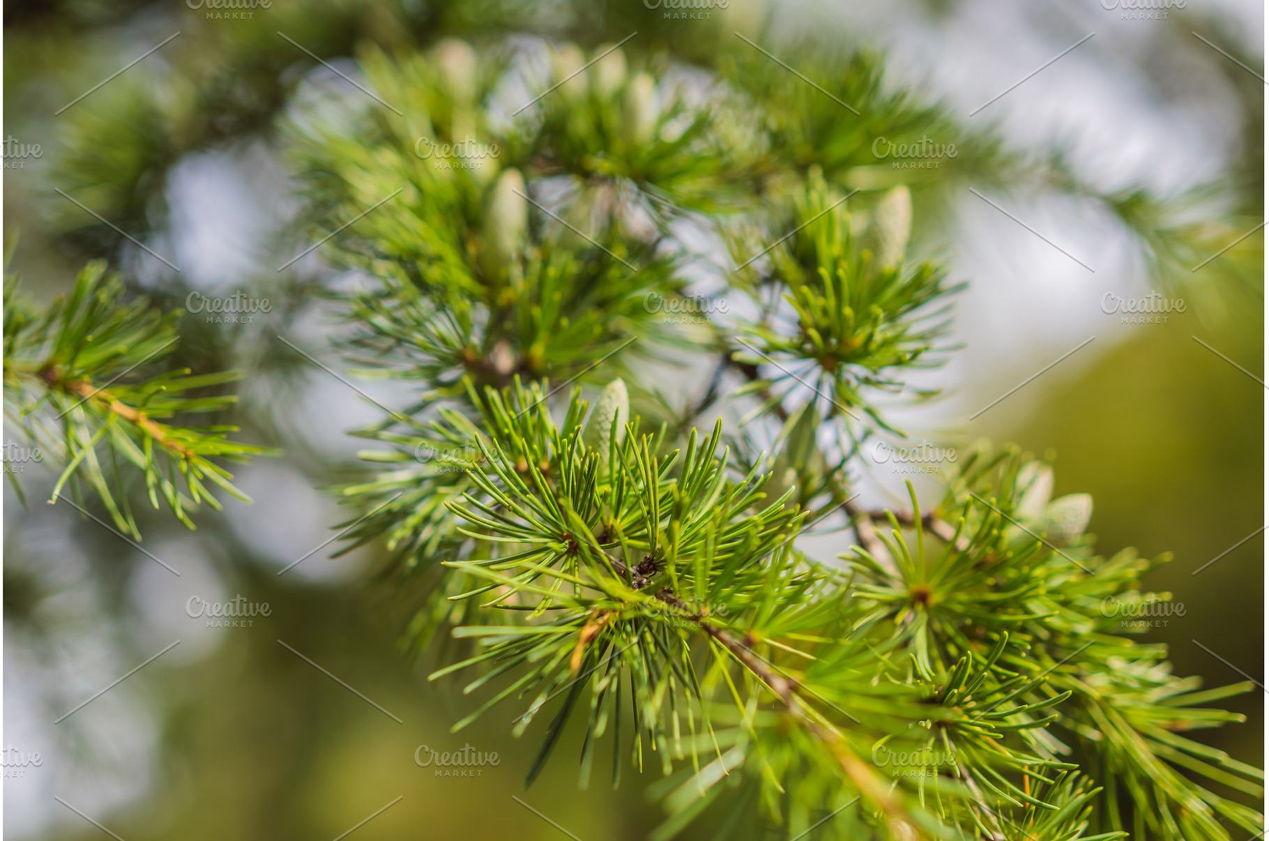 Close-up beautiful yellowish green, a Nature Photo by Elizaveta Galitskaya