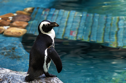 African Penguin by a Blue Pond, an Animal Photo by Perpis