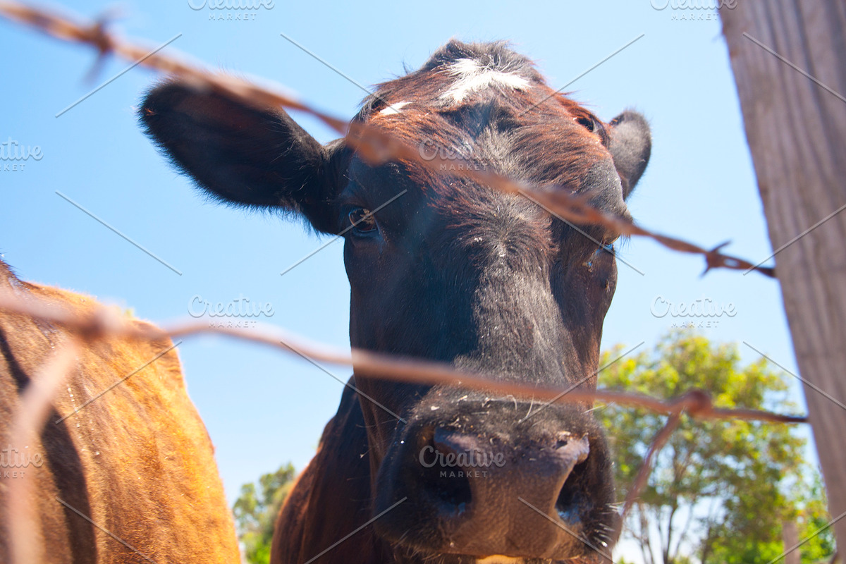Cow Stock Bundle, an Animal Photo by r.r.palacios (Photo 13 of 14)