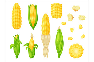 Vector Corn Set Isolated On White