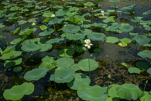 Lilly Pads In Natural Pond