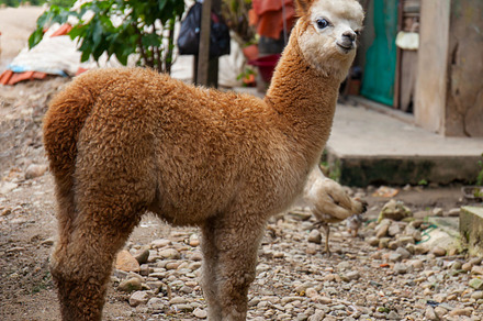 Young lama alpaca