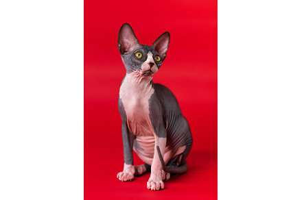 Adorable Sphynx kitten of black and, an Animal Photo by Alexander-Piragis