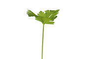 Celery, an Environmental 3D Model by AndrewWhite (Thumbnail 6 of 9)