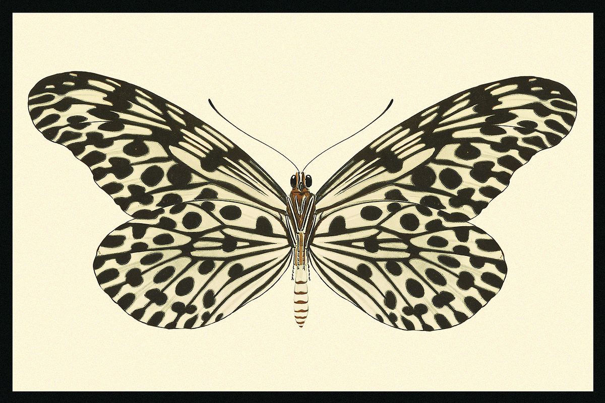 370+ Butterflies Cliparts, an Animal Illustration by Lilithcollageart (Photo 5 of 8)