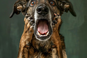 236 surprised animals, an Animal Photo by Handmadefont (Thumbnail 14 of 241)