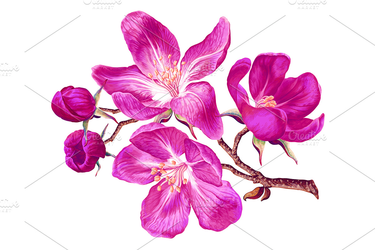 4 Apple Tree Flower Branches, an Illustration by MarynaPetrovska (Photo 6 of 14)
