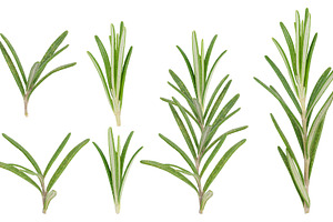 Fresh green rosemary branches on isolated background, close up, a Food & Drink Photo by ndanko