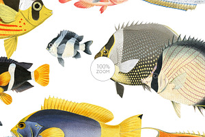 Pez, Exotic Fish Patterns & Motifs