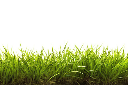 Illustration of green grass isolated on white background. Genera, a Nature Photo by AlyaAnd
