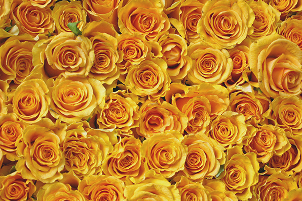 Roses Image Pack preview 3