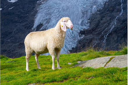 Cute white alpine sheep on mountain, an Animal Photo by pytyczech