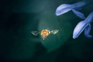 Blue Banded Bee in flight, an Animal Photo by Rob D Animal Photography