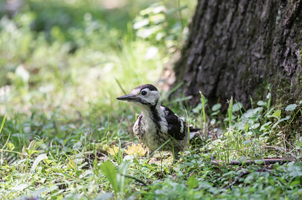 woodpecker in the park on a tree, an Animal Photo by AlexBush