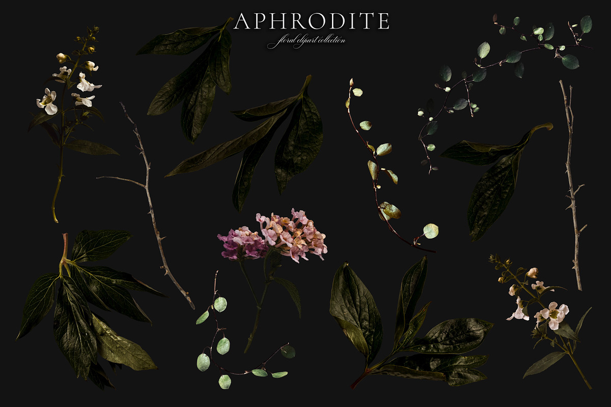 Aphrodite Floral Clip Art Collection, an Object Graphic by Eclectic Anthology (Photo 13 of 13)