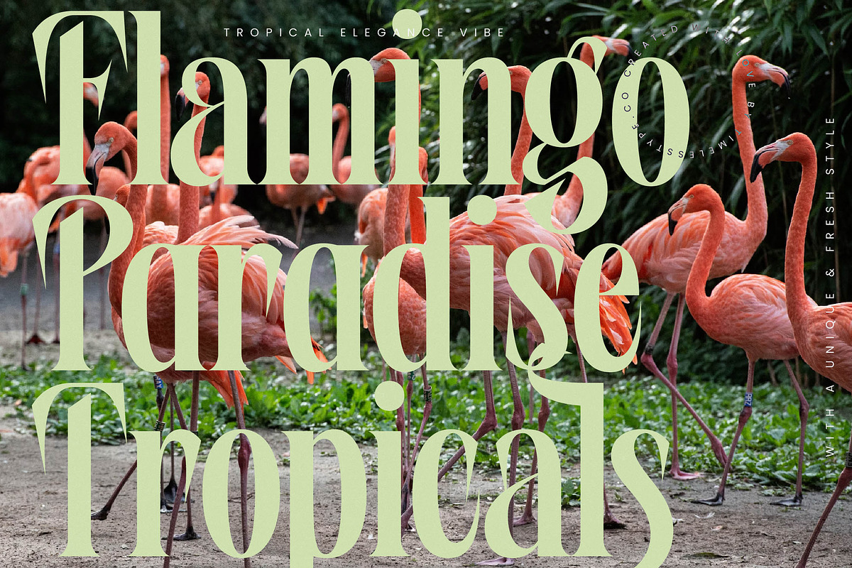 Wafterlic Modern Display Serif, a Serif Font by timelesstype.co (Photo 9 of 20)