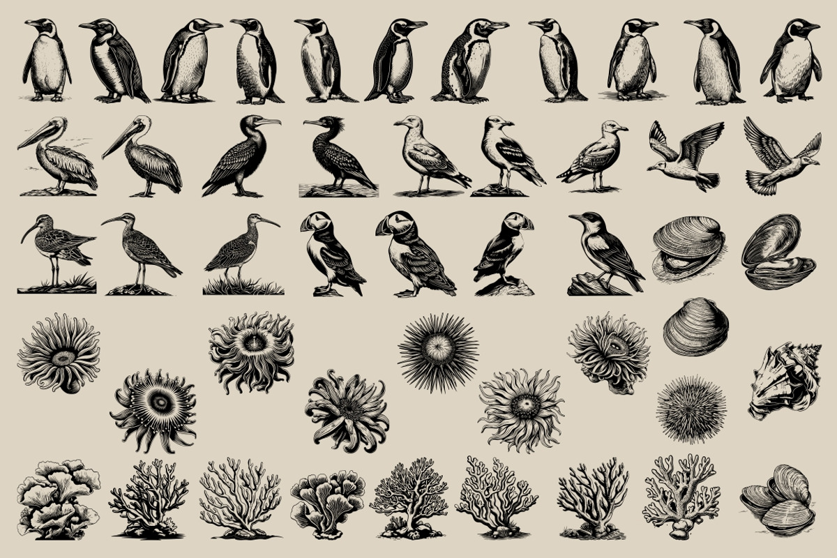 340 Sea Creatures illustrations, an Animal Illustration by Nocturnal Wolf (Photo 12 of 15)