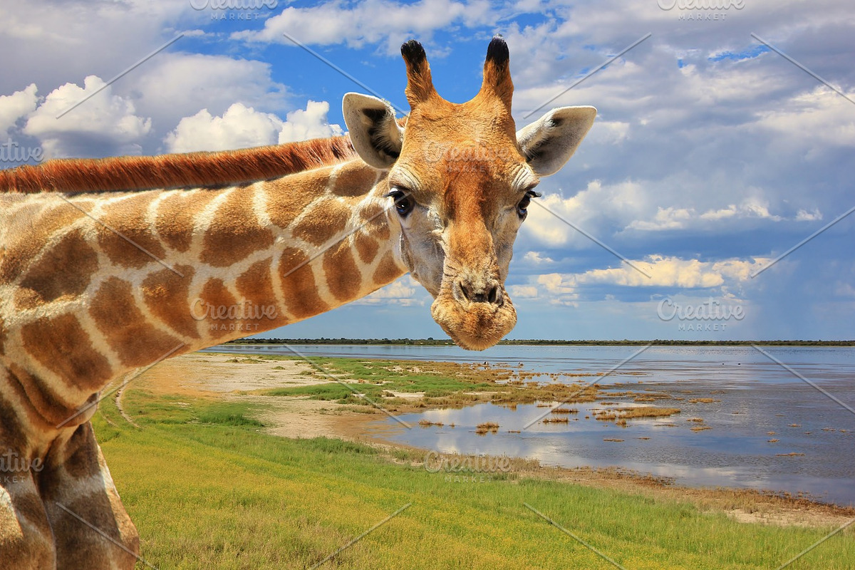 Giraffe - Yes, Looking at You, an Animal Photo by Wildlife Wonder (Photo 2 of 2)