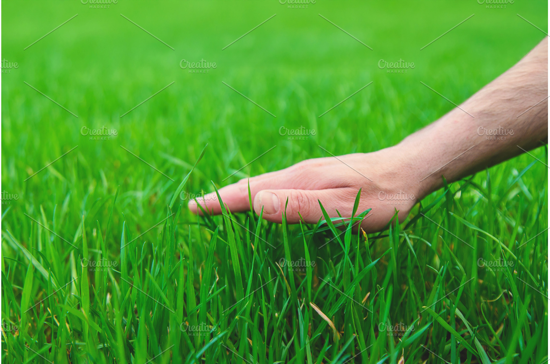 Lawn grass close-up in the yard, a Nature Photo by yanadjana