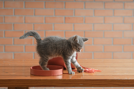 Little gray kitten plays