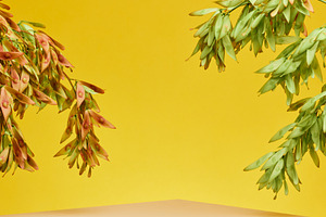 Hanging green pink plant branches on bright yellow background wi, a Background Photo by ndanko