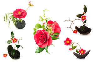 Camellia. Photography set 