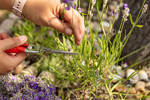 Close up of gardener harvesting lavender flowers, a Photo by Grafvision photography