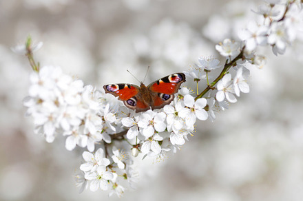 Peacock butterfly (Aglais Io) sitting on blossoming plum twig