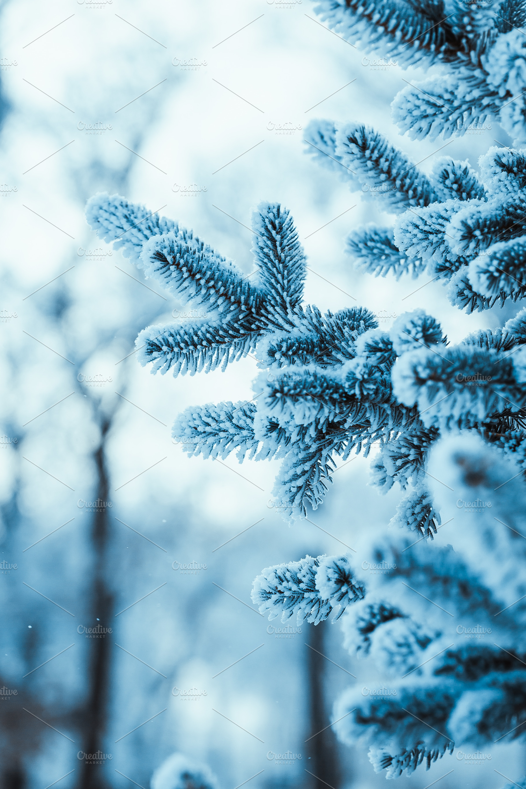 Frozen spruce in hoarfrost in winter stock photo containing background and, a Nature Photo by ruslan117