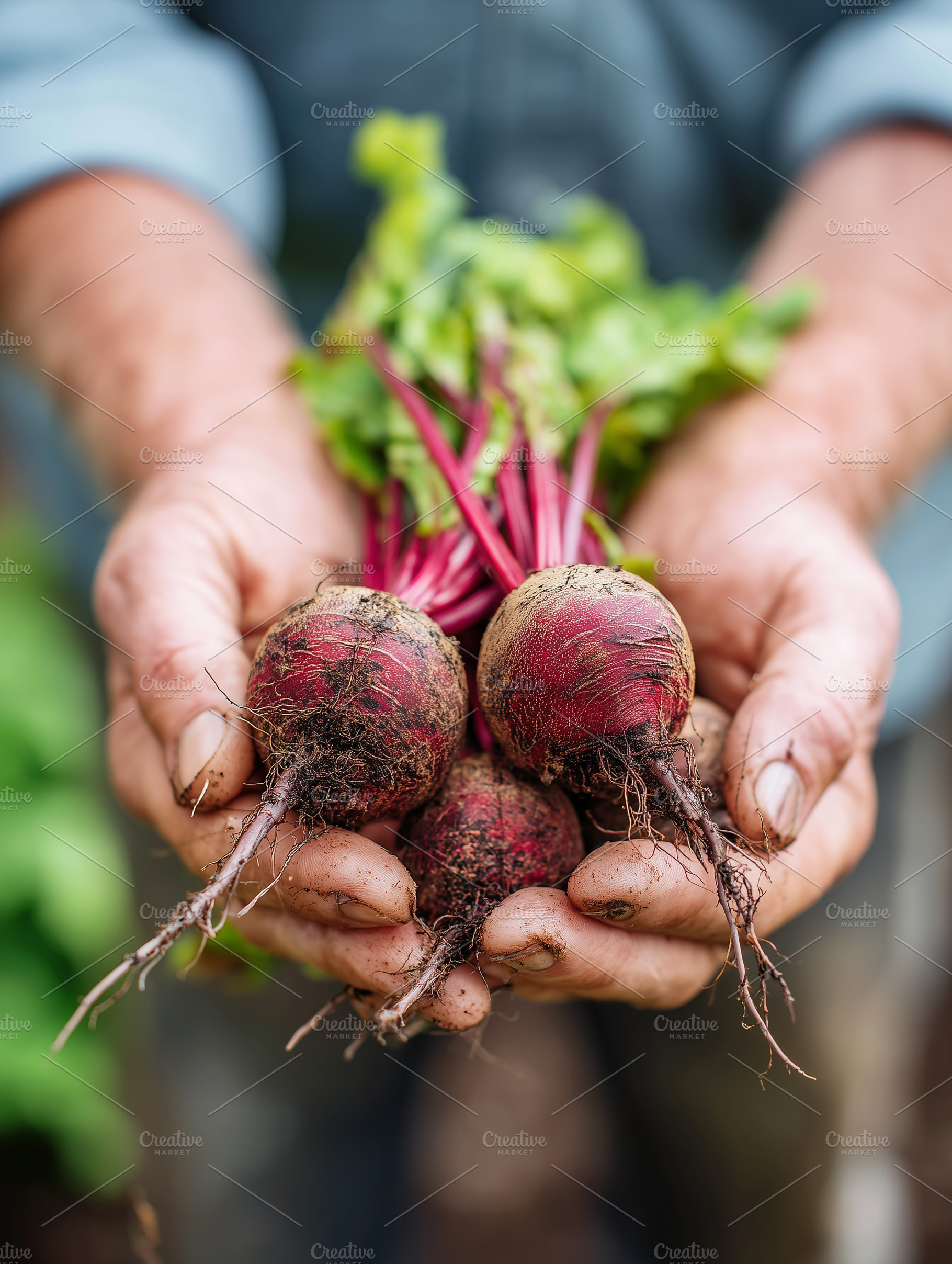 Freshly harvested organic beets with, a Food & Drink Photo by MistyDay