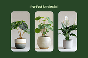 Home Plants, a Nature Photo by Typedreams.site (Thumbnail 4 of 9)