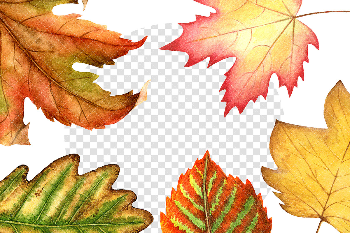 Autumn leaves watercolor clipart, a Background Graphic by Watercolor Clipart (Photo 4 of 4)