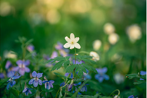 Viola reichenbachiana and white, a Nature Photo by Nature and travel