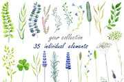 Warecolour clipart Wild herbs, a Healthcare Illustration by AqwaColor (Thumbnail 2 of 4)