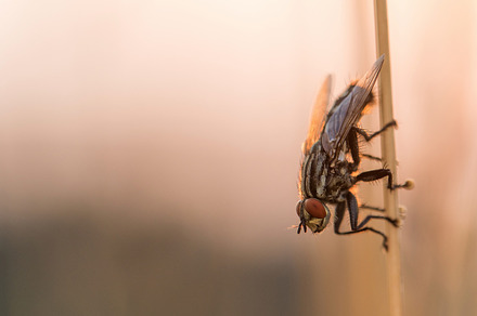 Housefly on Blade of Grass