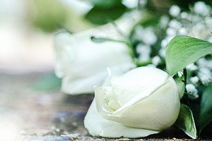White rose white flower featuring white, nature, and flower