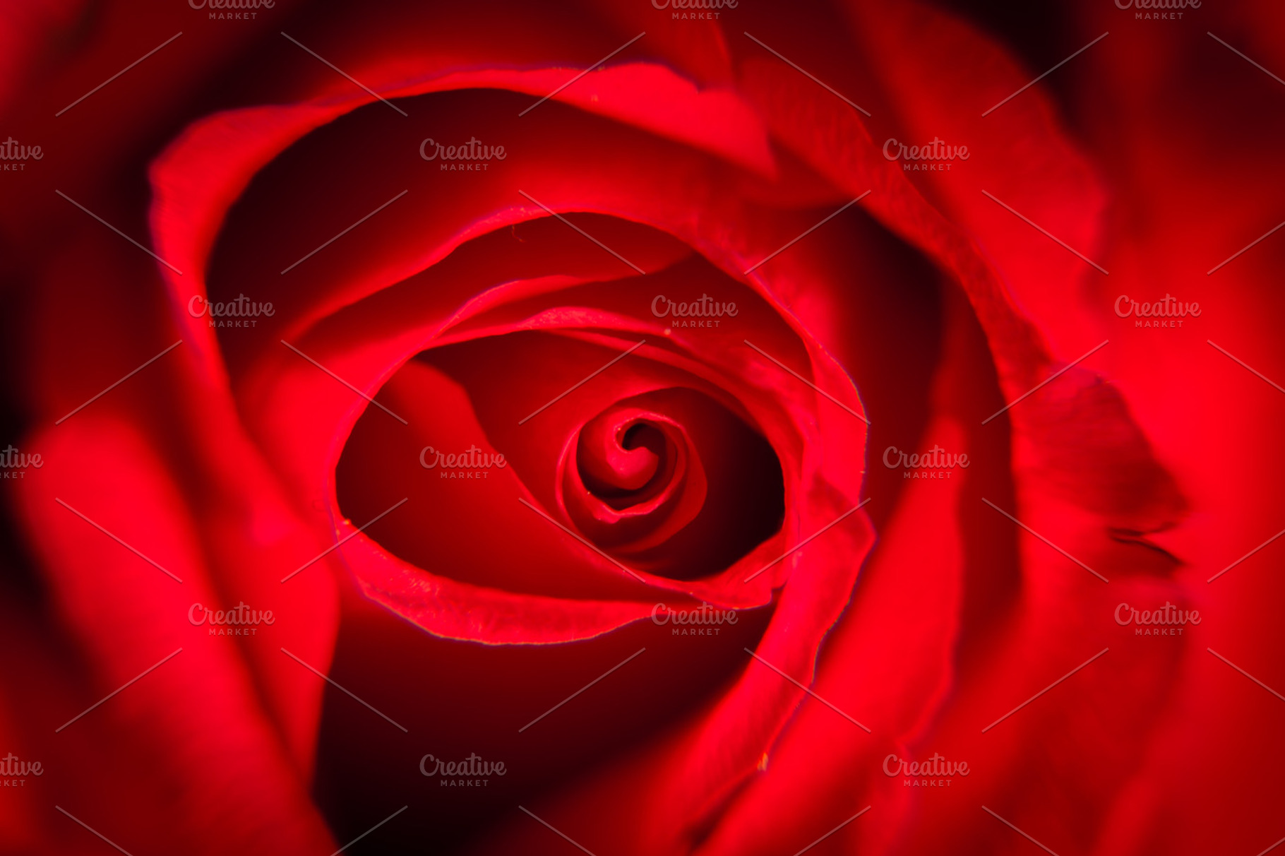 Flower containing rose, rose close up, and rose closeup, an Abstract Photo by Kitko photography shop