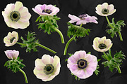 Anemone Flower ClipArt - Specimens, an Object Graphic by Turning Moss (Thumbnail 2 of 7)
