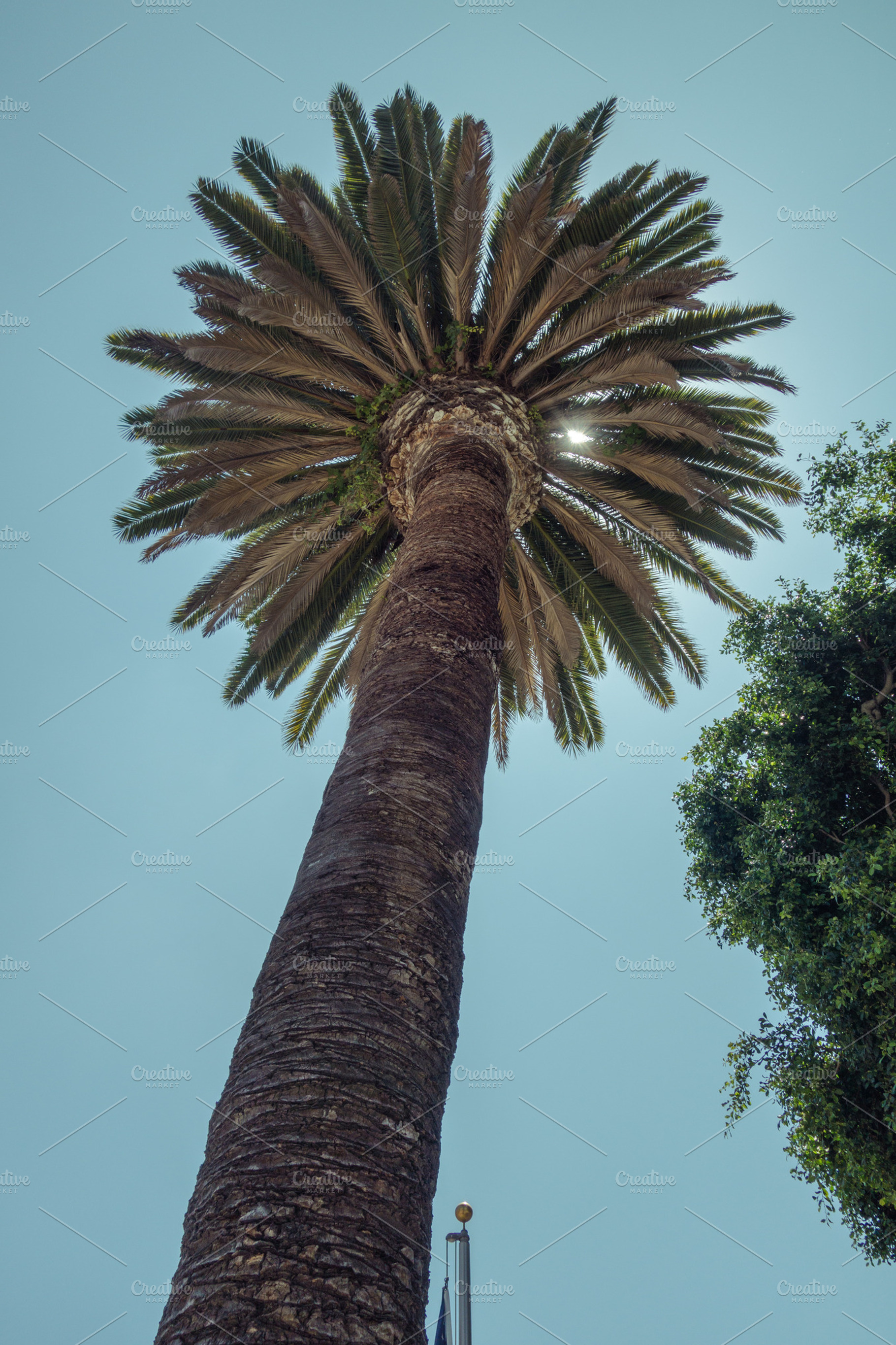 Palm Tree In The Sky Stock Photo Containing Palm Tree And Beach