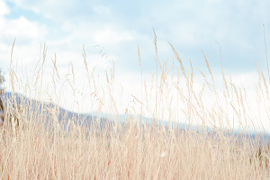Walking through golden meadow grass2 featuring ground, meadows, and